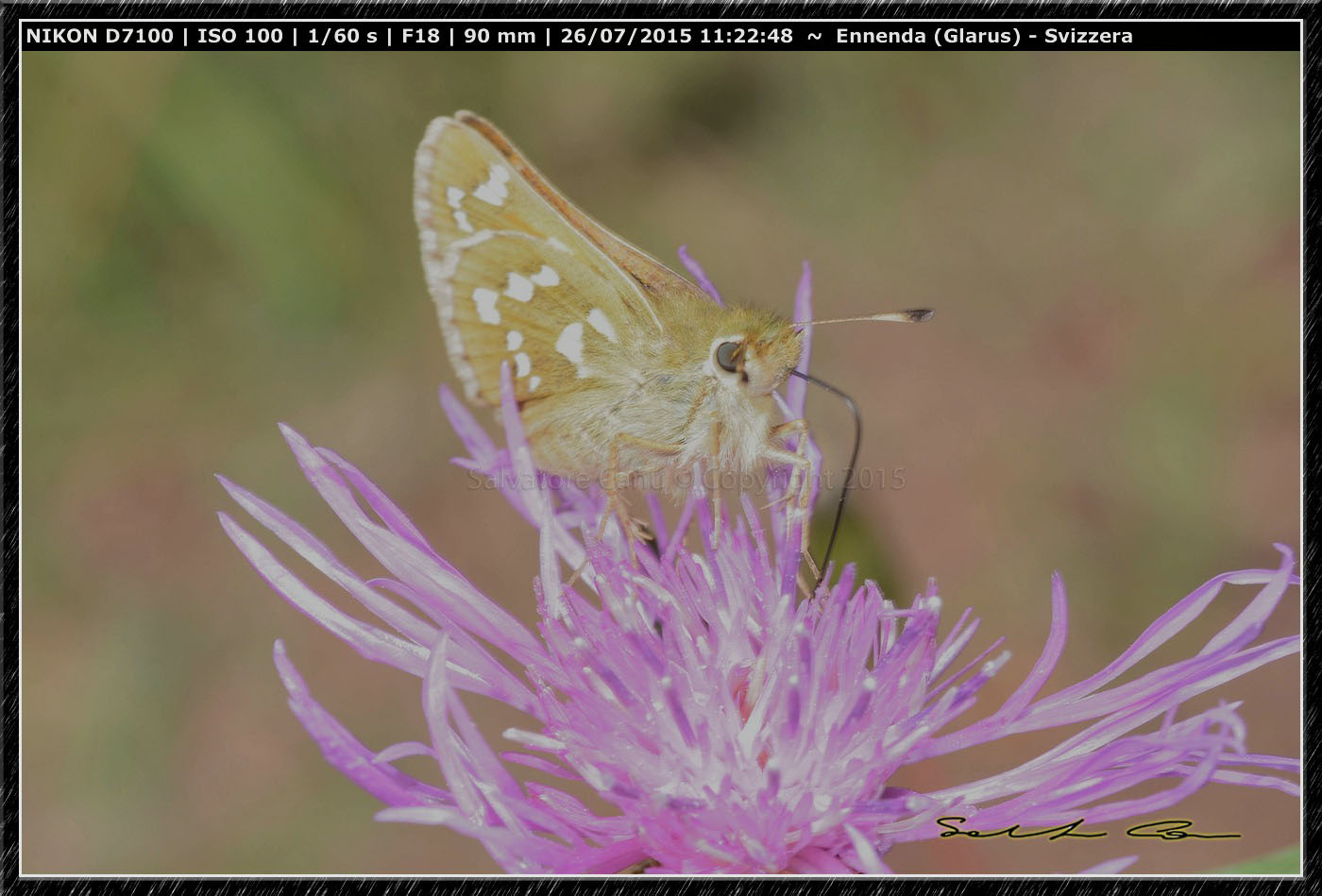 Hesperiidae dalla Svizzera - Hesperia comma